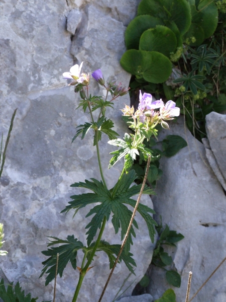 Geranium sylvaticum / Geranio silvano